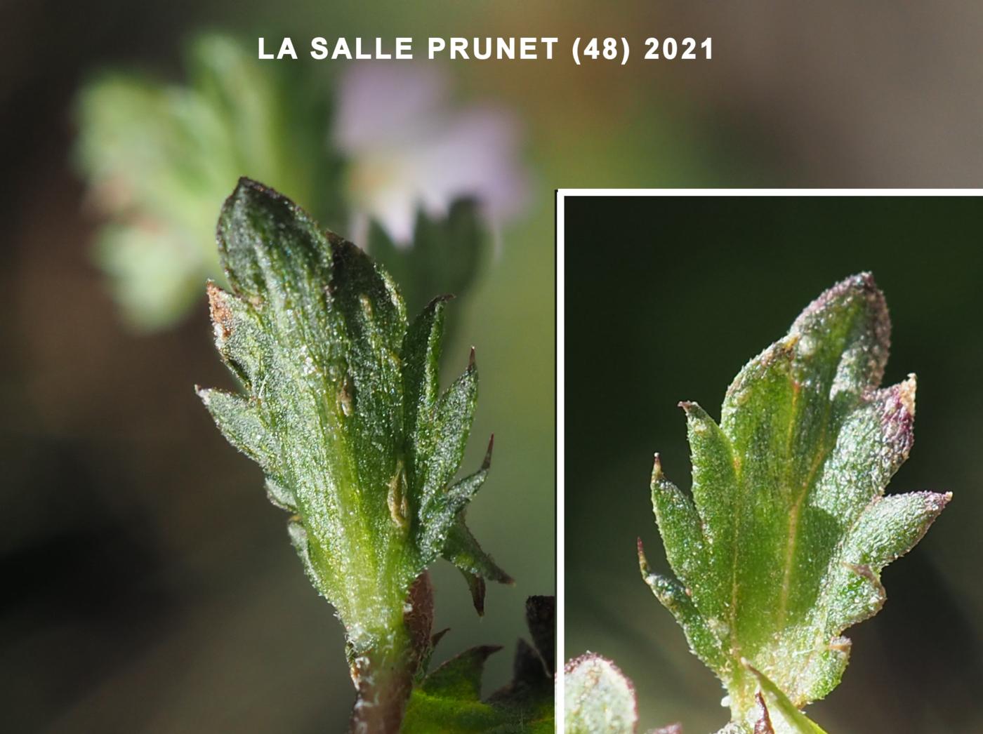 Eyebright, (Stiff) leaf